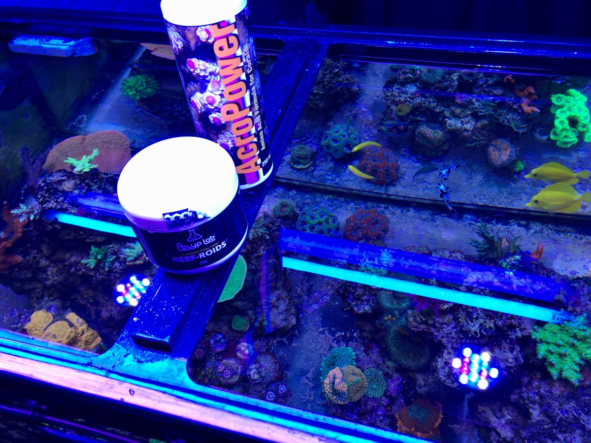 Better Acropora Growth with AcroPower, Reef Roids, and Automatic feeding?